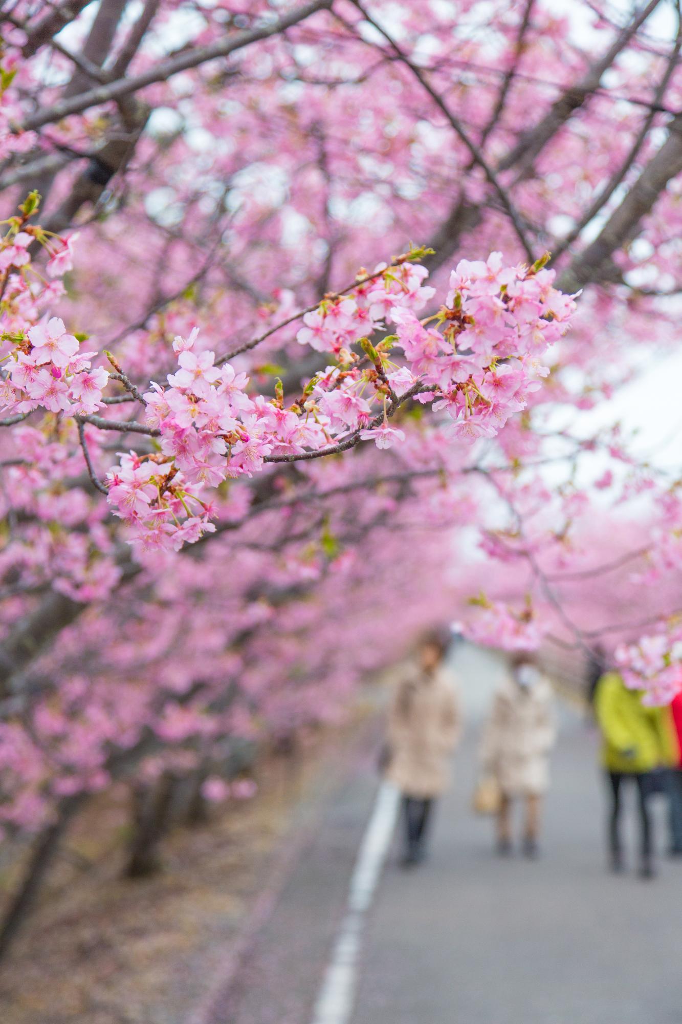 桜まつり