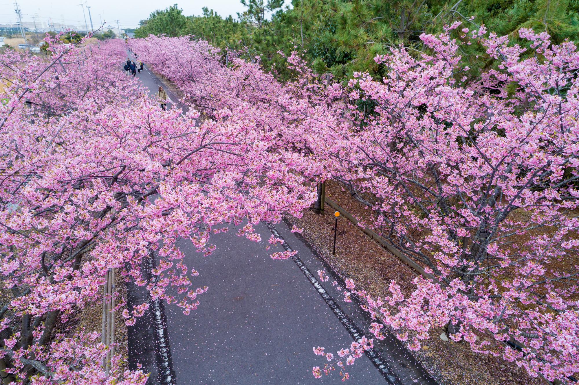 桜