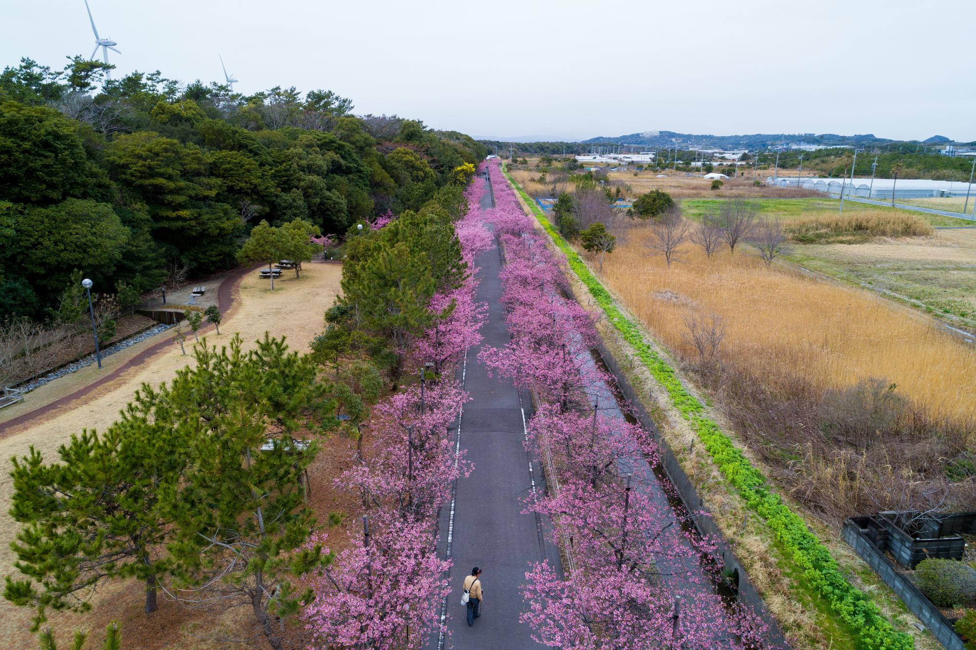 桜並木道