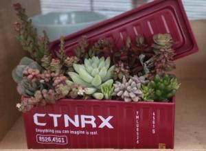 受講生が寄せ植えした多肉植物