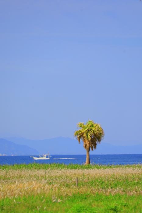 海と船とヤシの木