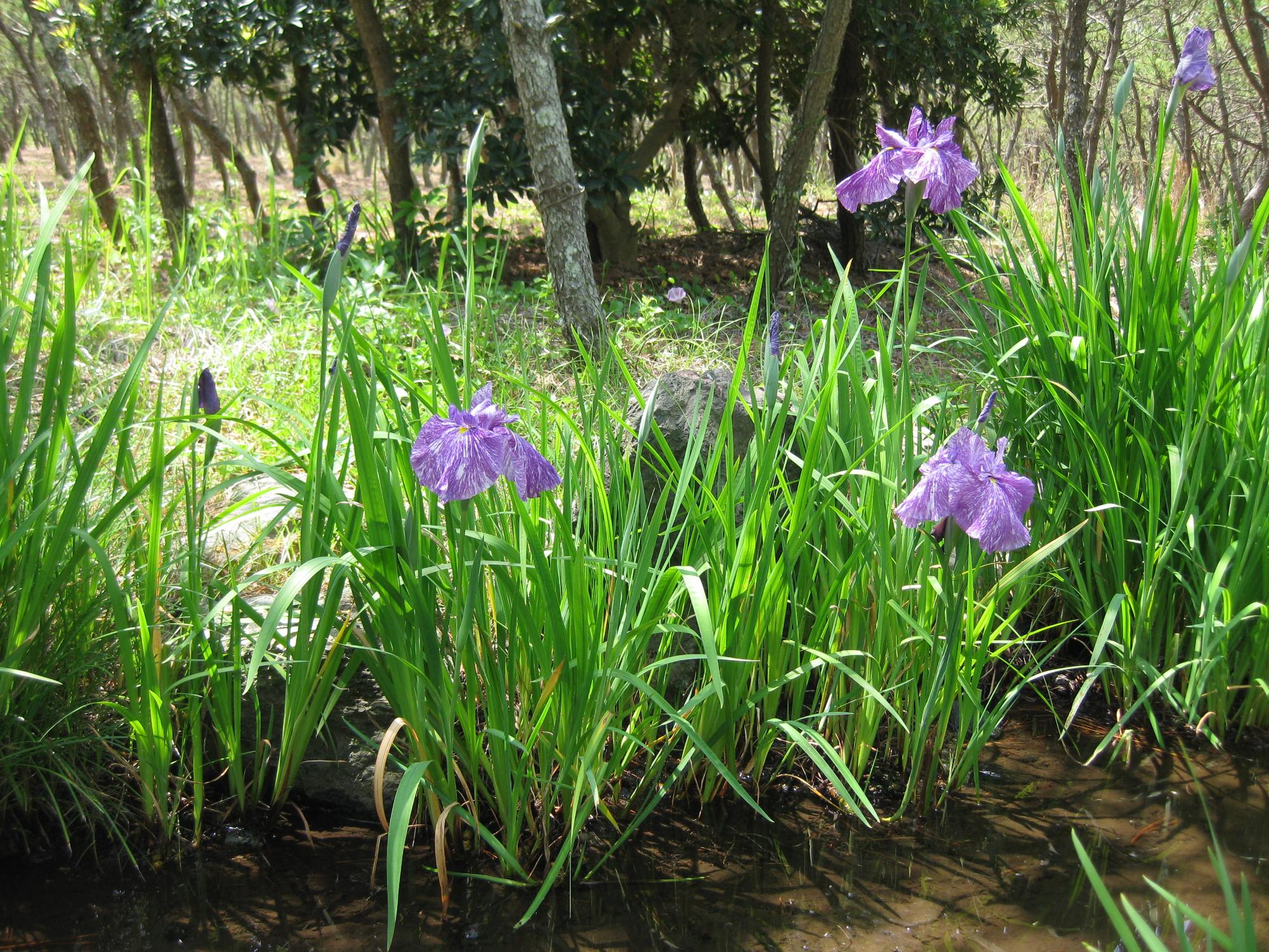 白砂公園