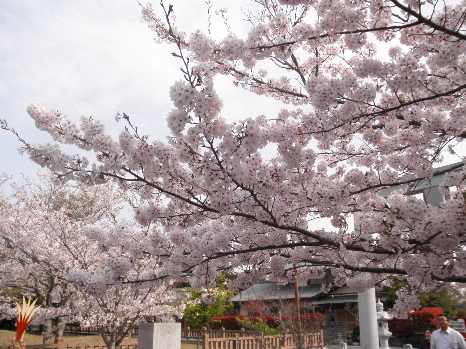 桜ヶ池桜