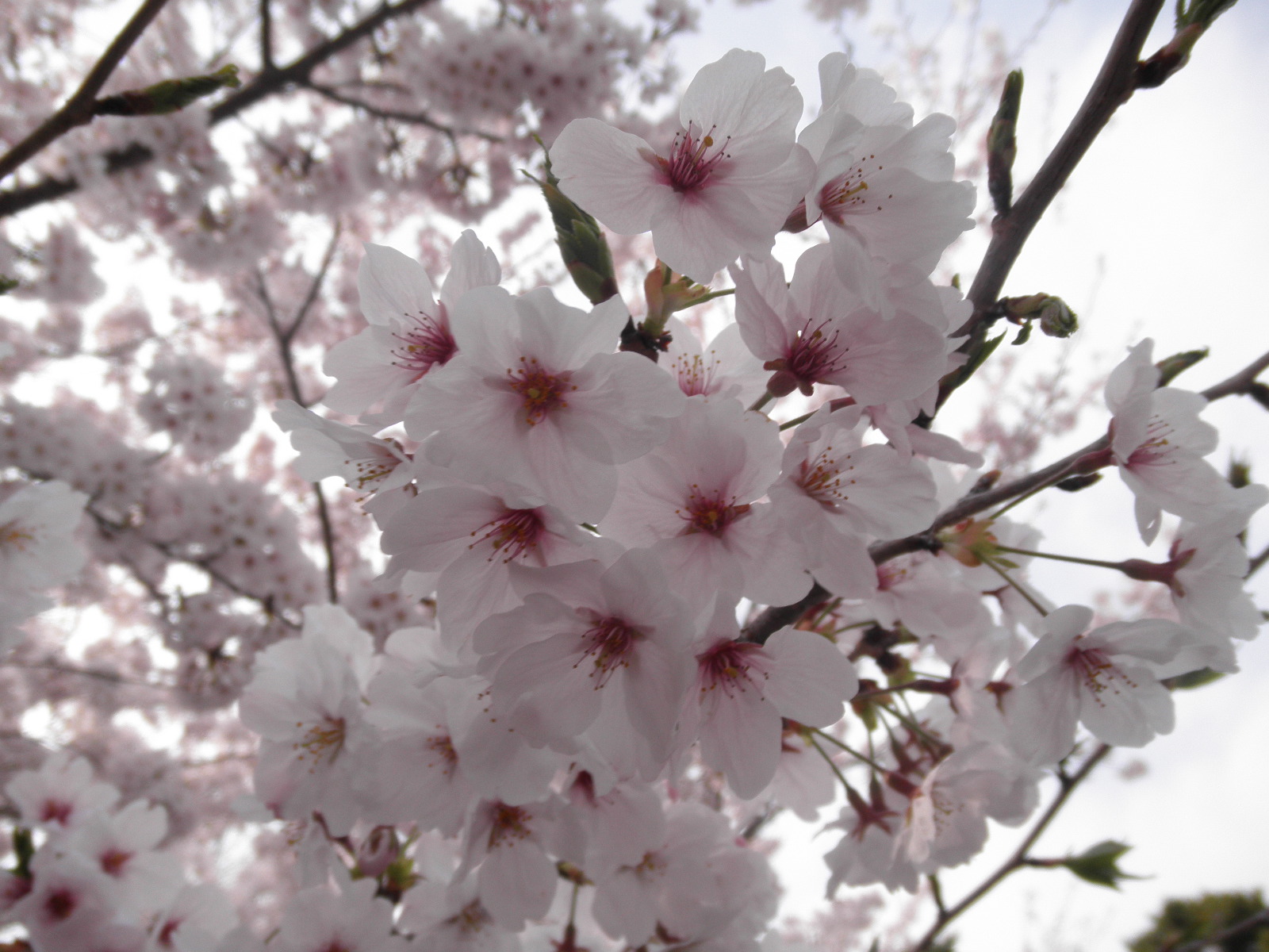 桜ヶ池桜2