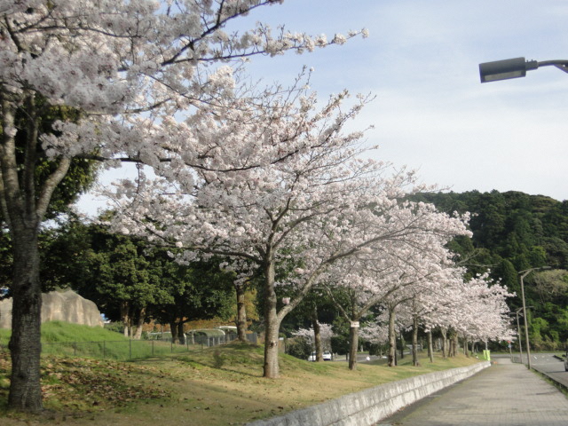 ぷるる桜