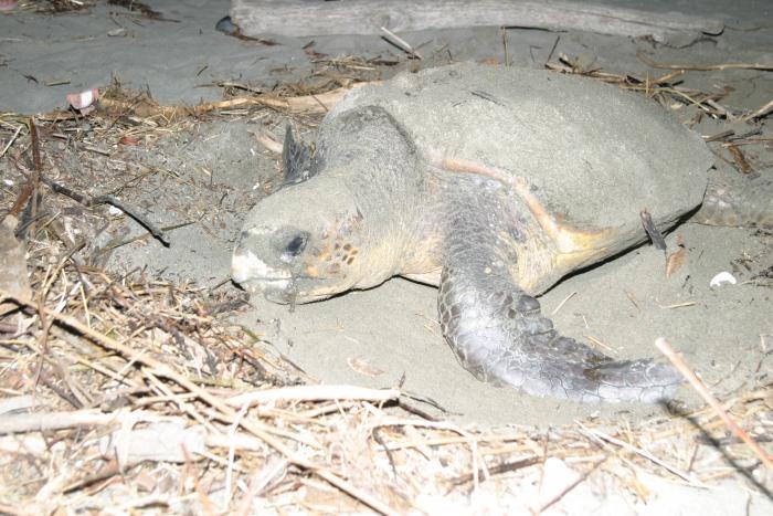 御前崎のウミガメ及びその産卵地