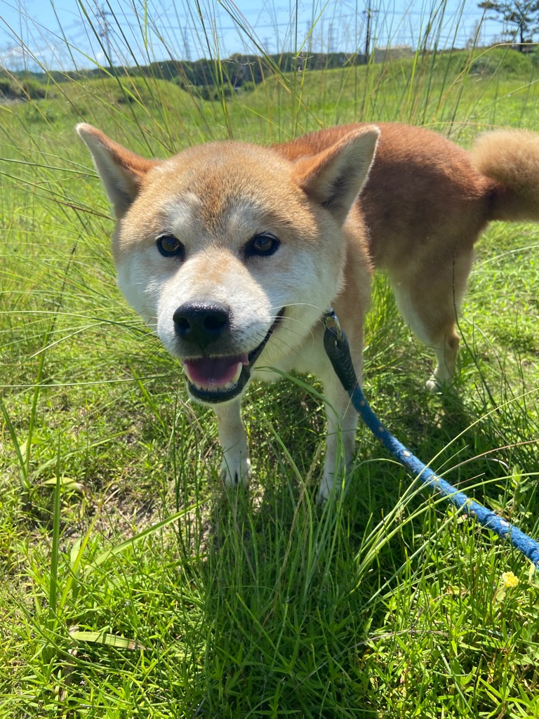 2026年7月10日迷い犬