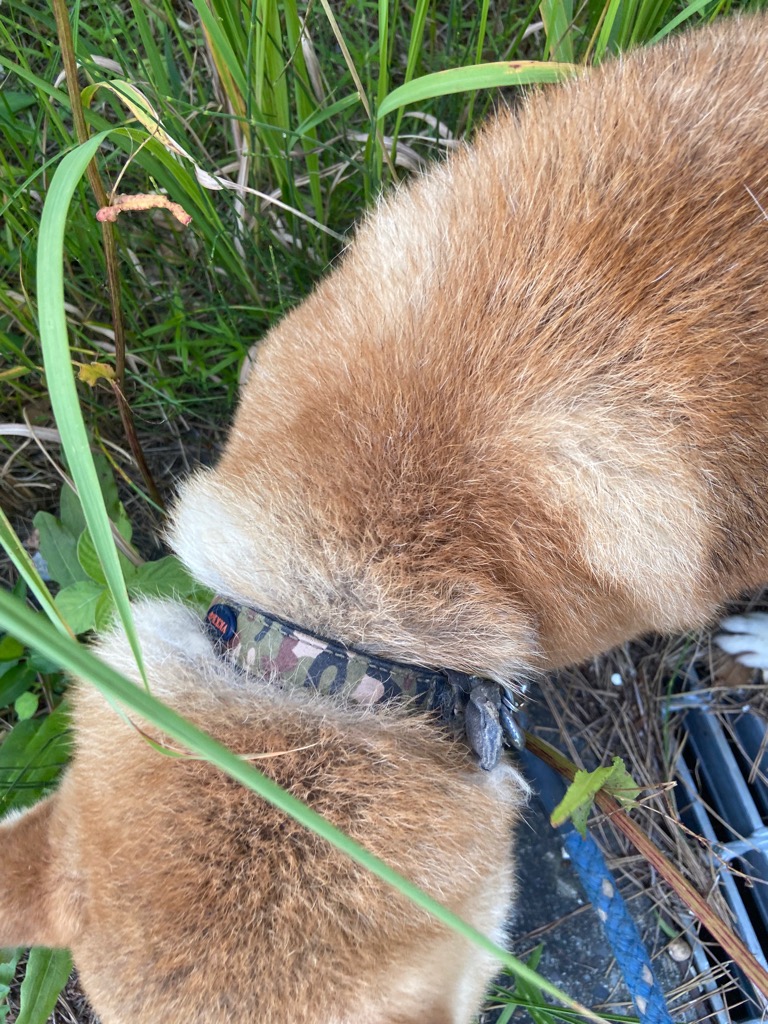 2026年7月10日迷い犬首輪