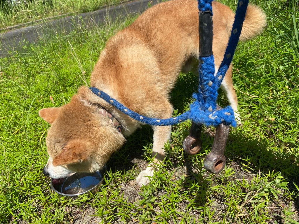 2026年7月10日迷い犬リード
